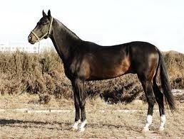 Ferghana Horses